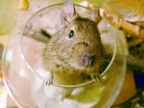 Image of degu