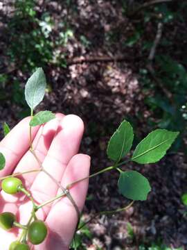 Image de Cissus ambongensis Descoings