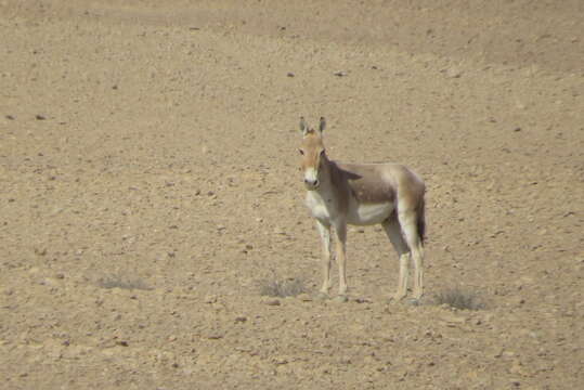 Image of Asian Wild Ass