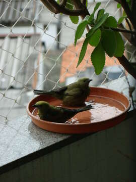 Image of Palm Tanager