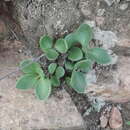 Image of Tylecodon hirtifolium (W. F. Barker) H. Tölken