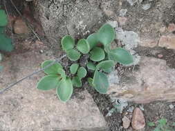 Image de Tylecodon hirtifolium (W. F. Barker) H. Tölken