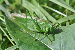 Image of Great green bushcricket