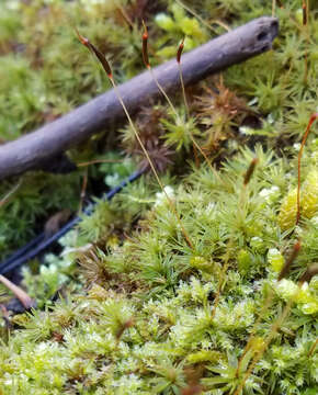 Image of atrichum moss