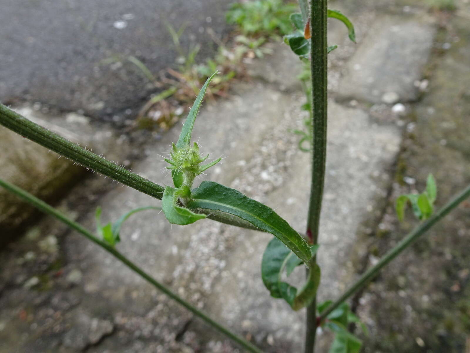 Picris hieracioides L. resmi