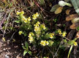 Imagem de Euphrasia nankotaizanensis Yamam.