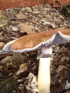 Imagem de Stropharia rugosoannulata Farl. ex Murrill 1922