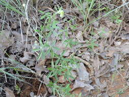 Imagem de Psoralea digitata Torr. & A. Gray