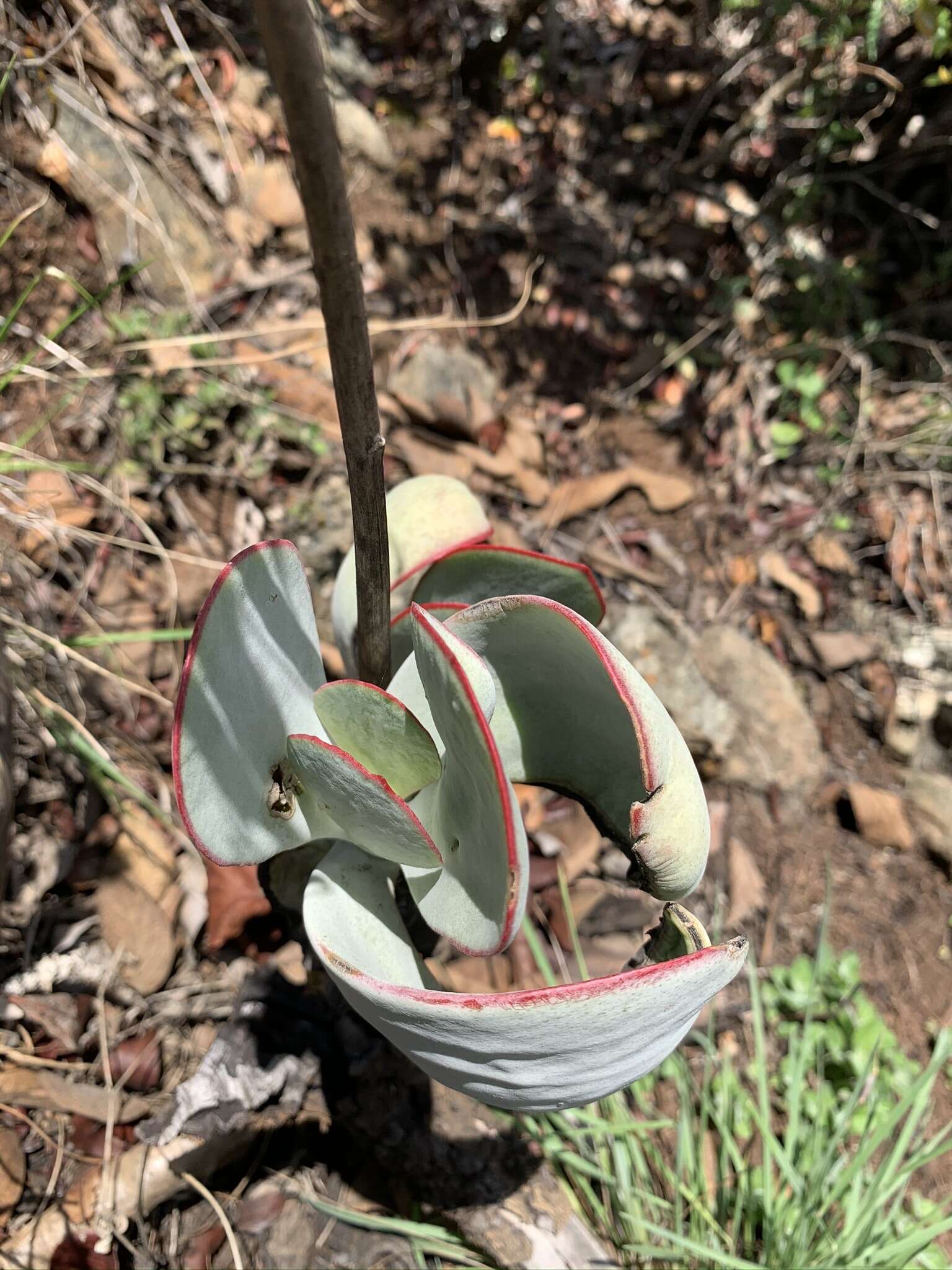 Imagem de Cotyledon orbiculata var. oblonga (Haw.) DC.