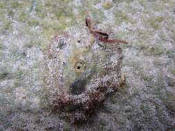 Image of Barbados key-hole limpet