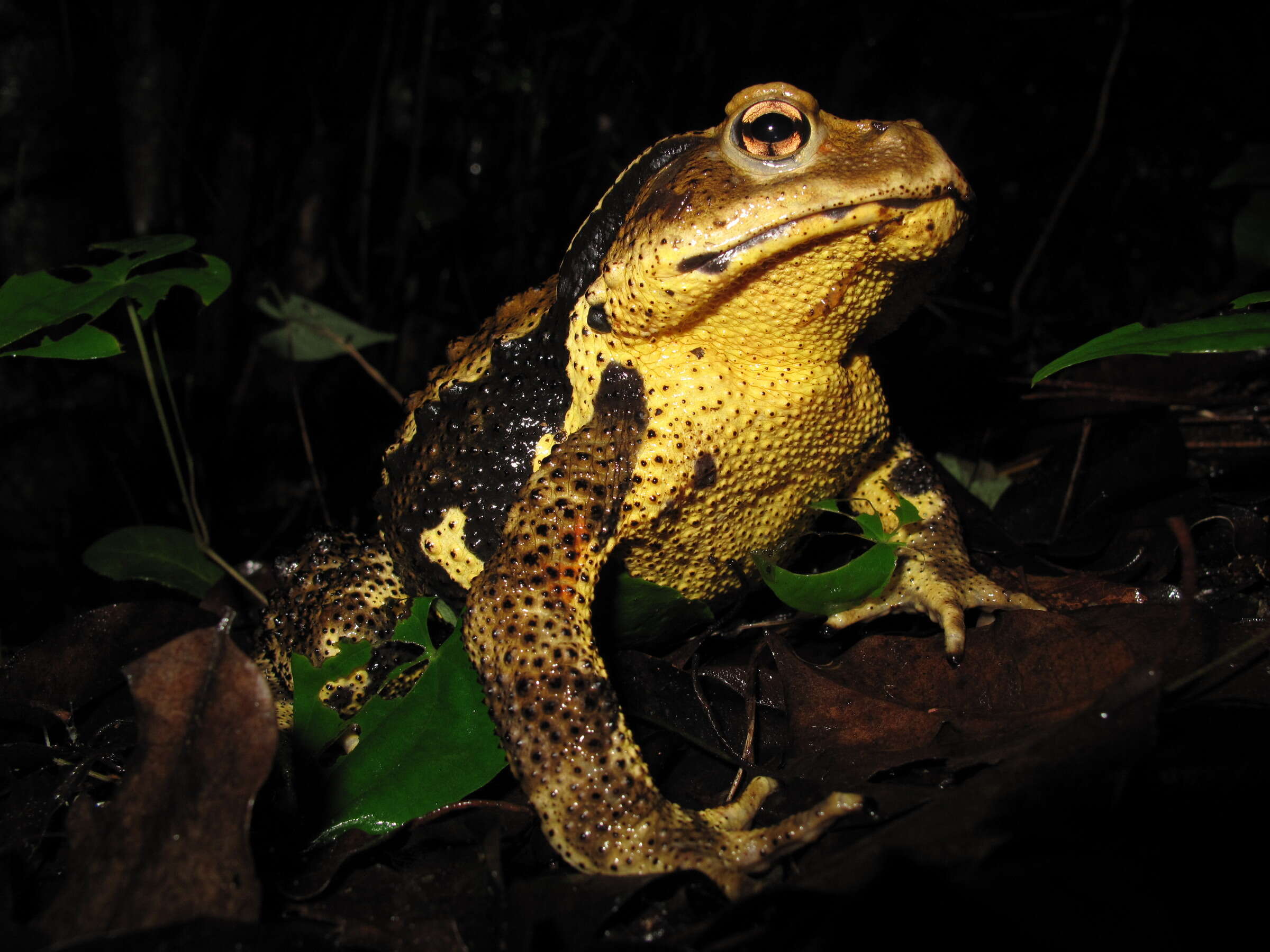 Image of Japanese Common Toad