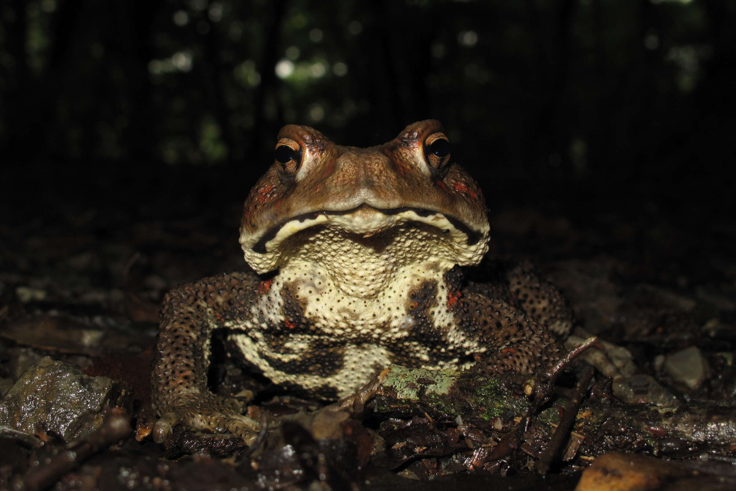 Sivun Bufo japonicus Temminck & Schlegel 1838 kuva