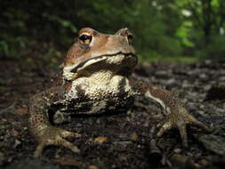 Image of Japanese Common Toad