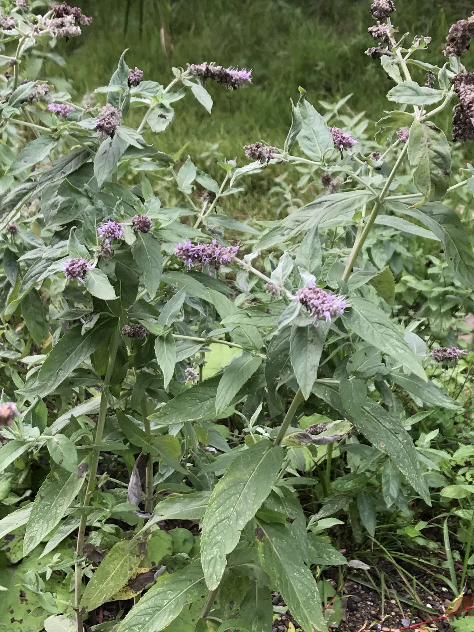 Image of Horse Mint