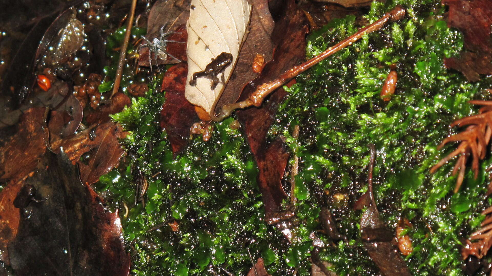 Sivun Bufo japonicus Temminck & Schlegel 1838 kuva