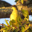 Imagem de Chlorocichla flaviventris flaviventris (Smith & A 1834)