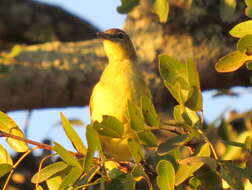 Image of Chlorocichla flaviventris flaviventris (Smith & A 1834)