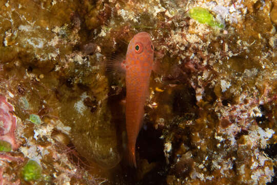 Image of Flame goby