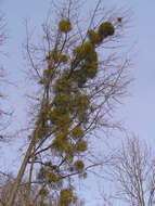 Image of European mistletoe