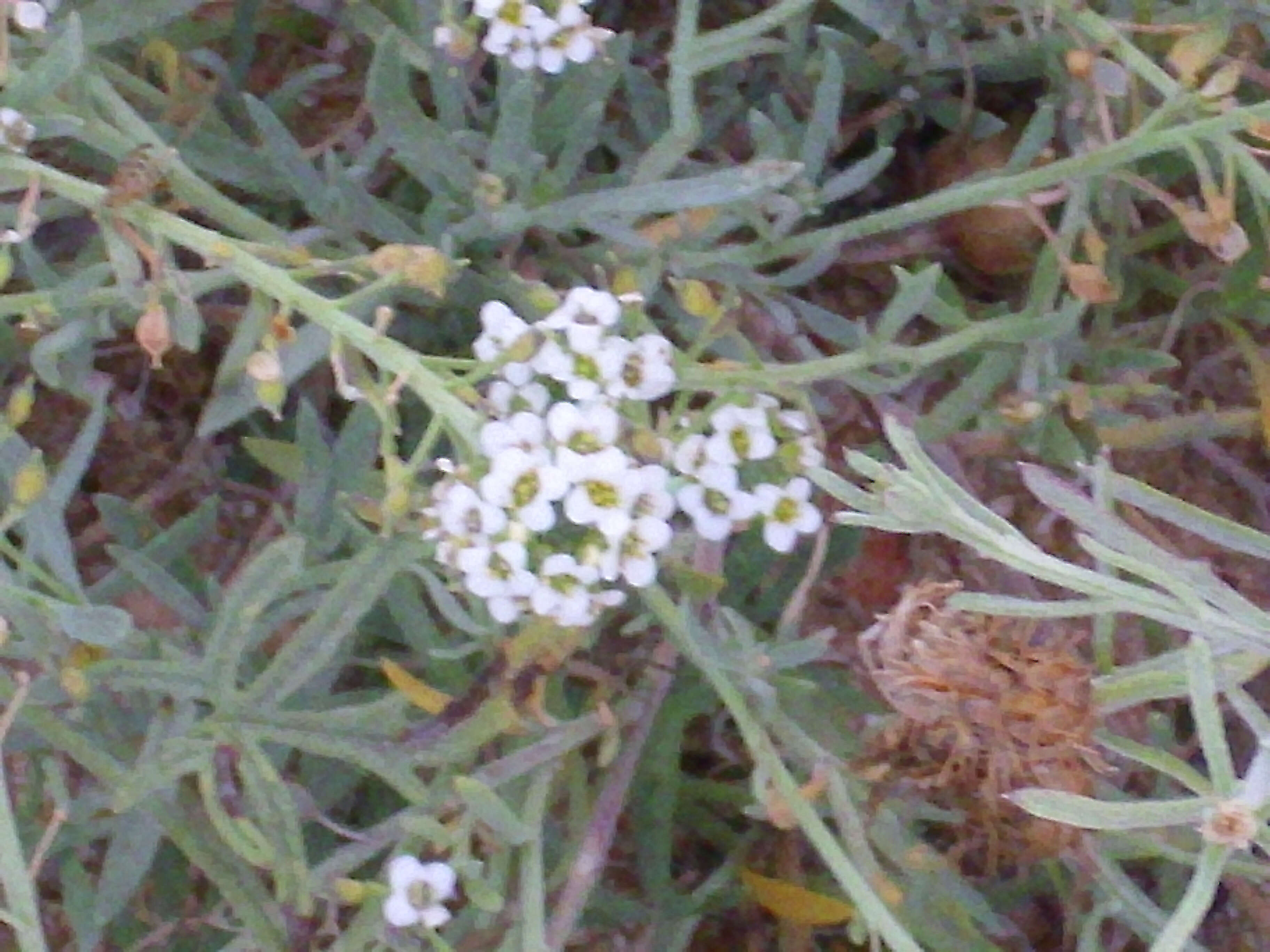 Image of sweet alyssum