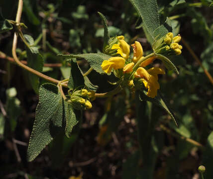 Image of Phlomis viscosa Poir.