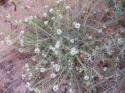 Image of sweet alyssum