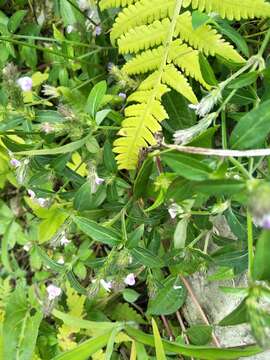 Image of Justicia procumbens L.