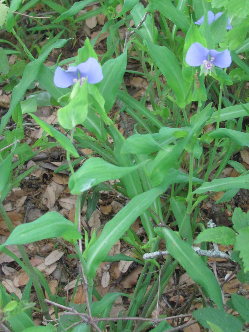 Image de Tinantia anomala (Torr.) C. B. Clarke