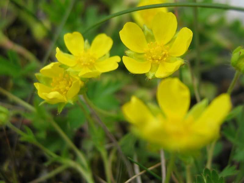 Image of spring cinquefoil