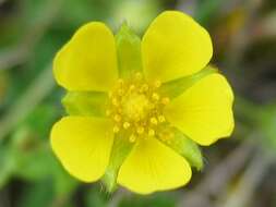 Image of spring cinquefoil