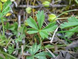 Image of spring cinquefoil