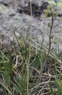 Image of Artemisia arctica