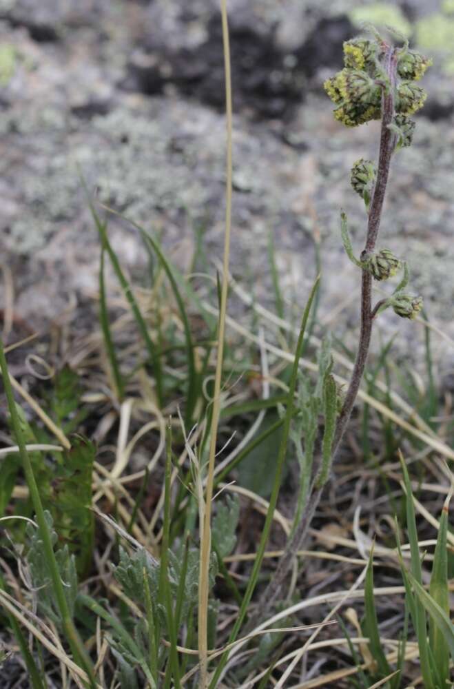 Sivun Artemisia arctica kuva