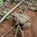 Image of Madagascar Bullfrog