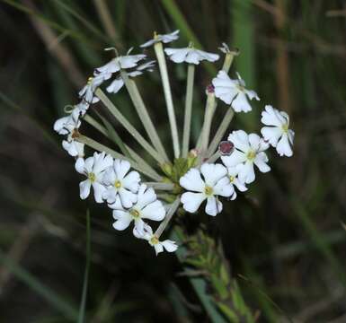 Image of Zaluzianskya natalensis Bernh.