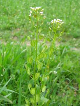 Image of field pennycress