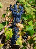 Image of wine grape