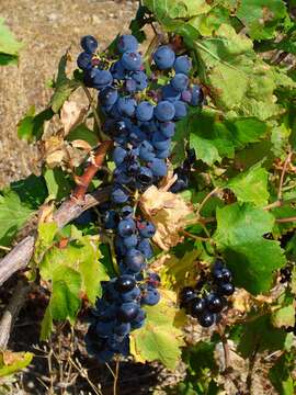 Image of wine grape