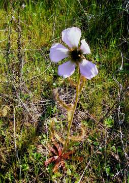 Image of Drosera cistiflora L.