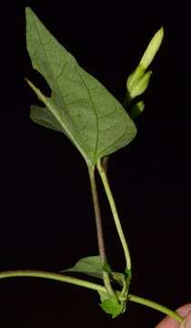 Image of Ipomoea lottiae J. A. Mc Donald