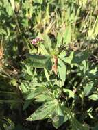 Слика од Trifolium gracilentum var. palmeri (S. Watson) McDermott