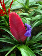 Image of Tillandsia guatemalensis L. B. Sm.