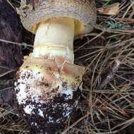 Image of Amanita augusta Bojantchev & R. M. Davis 2013