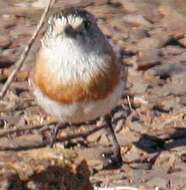 Image of Chestnut-breasted Whiteface