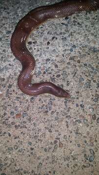 Image of Mexican burrowing pythons