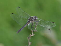 Image of black darter