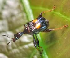 Image of Centrocorynus biguttatus Voss 1929