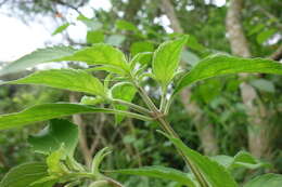Image of African basil