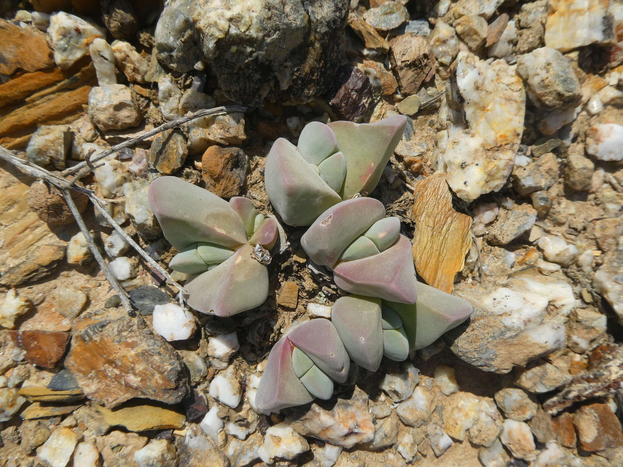 Image of Gibbaeum hartmannianum Thiede & Niesler