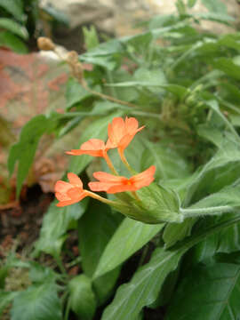 Image of Crossandra infundibuliformis (L.) Nees